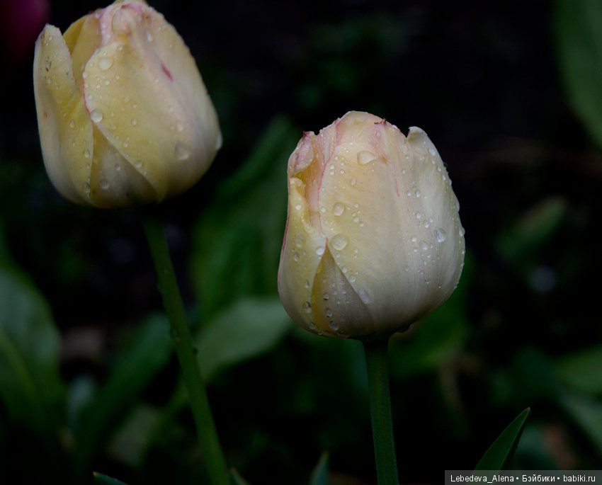 С праздником Светлой Пасхи