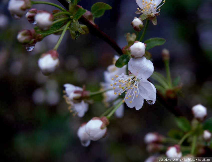 С праздником Светлой Пасхи (фото 3)