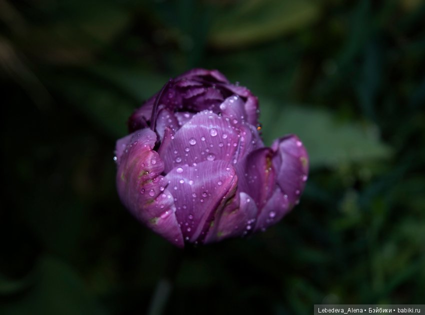 С праздником Светлой Пасхи