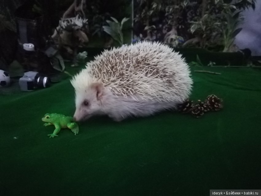 В поход с ночёвкой — Фотоистории с куклами BJD (БЖД): сериалы