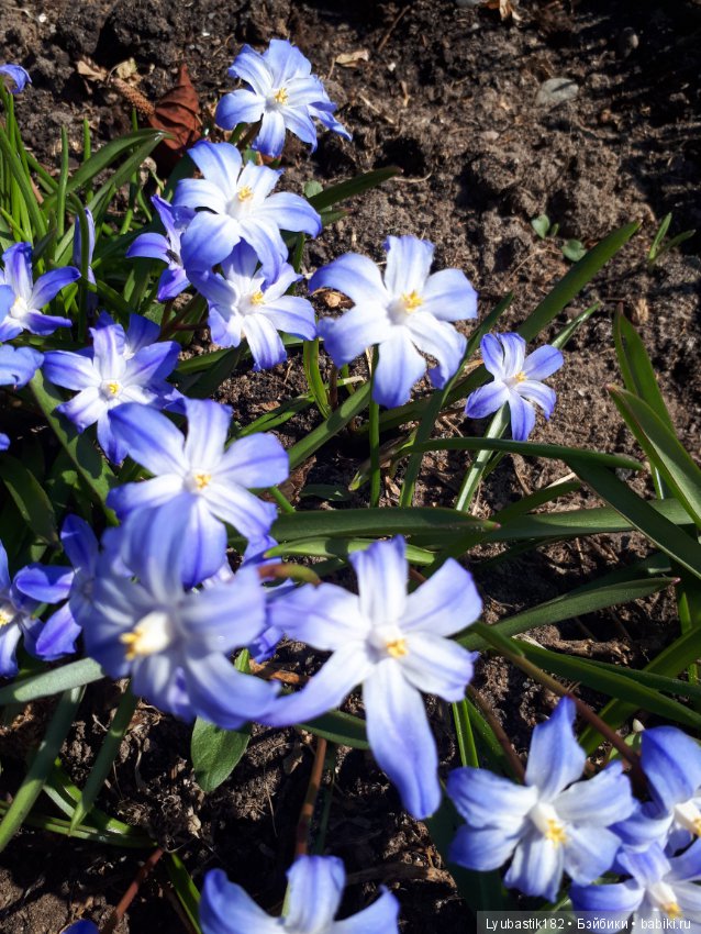 Просто цветы — Болталка и разговоры обо всем: жизнь