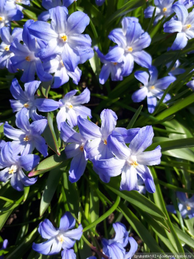 Просто цветы — Болталка и разговоры обо всем: жизнь (фото 4)