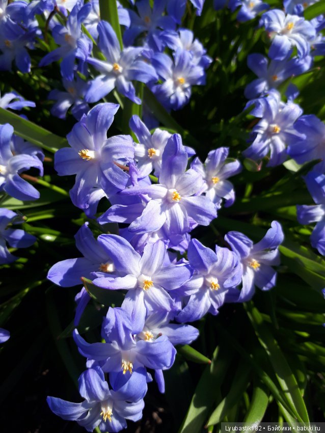 Просто цветы — Болталка и разговоры обо всем: жизнь (фото 5)