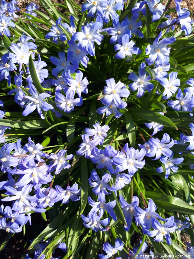 Просто цветы — Болталка и разговоры обо всем: жизнь (фото 3)