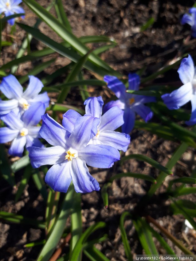 Просто цветы — Болталка и разговоры обо всем: жизнь (фото 2)