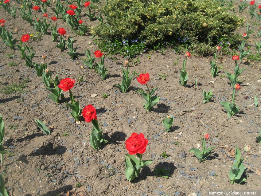 Район Камазовка. Мисс Ритка продолжает гулять