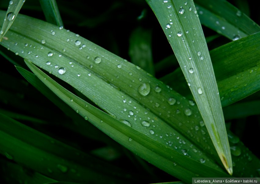 Еще немного весны — Другие хобби и увлечения: сад (фото 2)