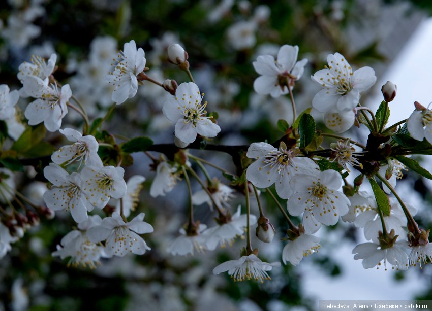 Еще немного весны — Другие хобби и увлечения: сад (фото 8)