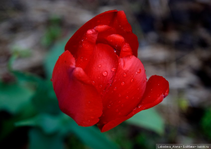 Еще немного весны — Другие хобби и увлечения: сад (фото 4)