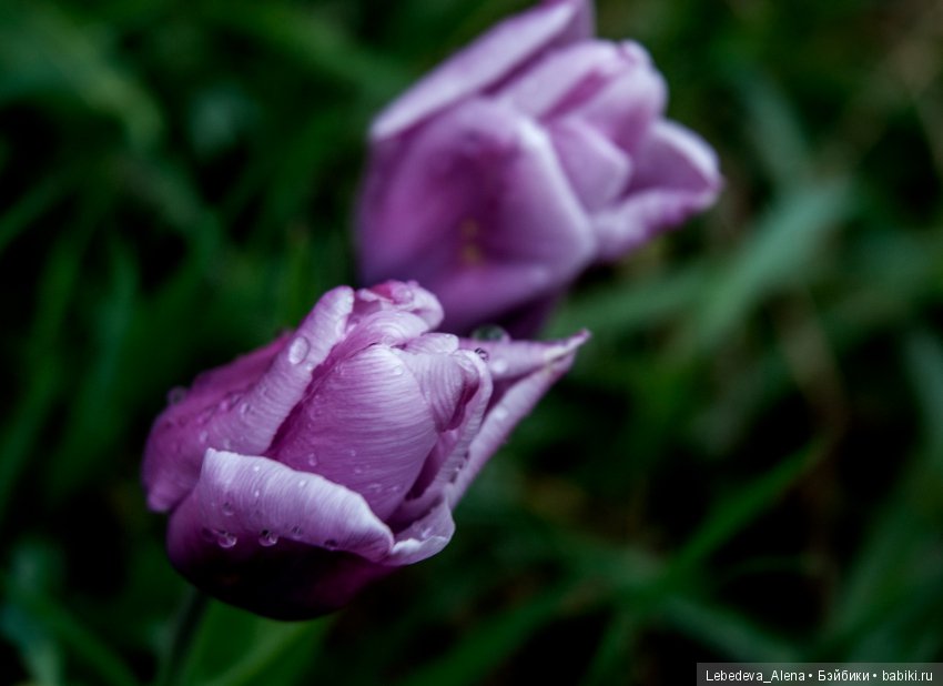 Еще немного весны — Другие хобби и увлечения: сад (фото 6)