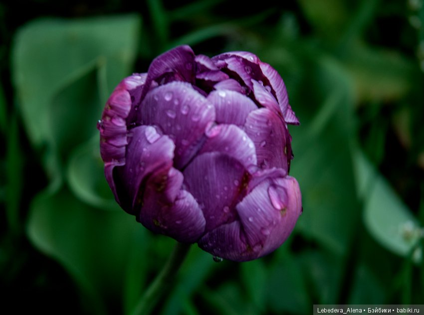 Еще немного весны — Другие хобби и увлечения: сад (фото 7)