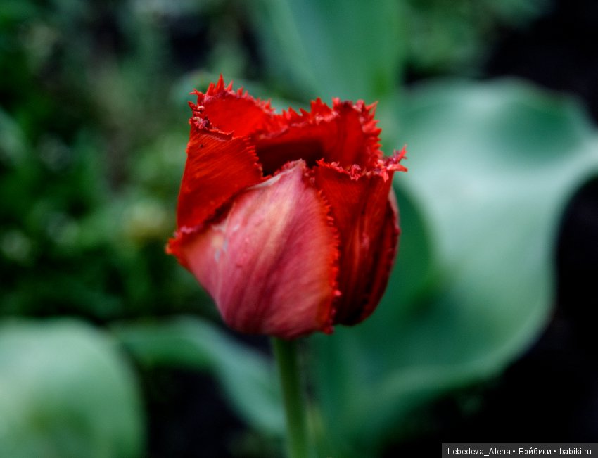 Еще немного весны — Другие хобби и увлечения: сад (фото 5)