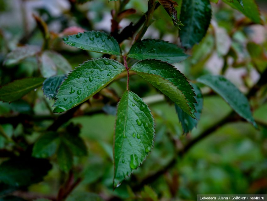 Еще немного весны — Другие хобби и увлечения: сад