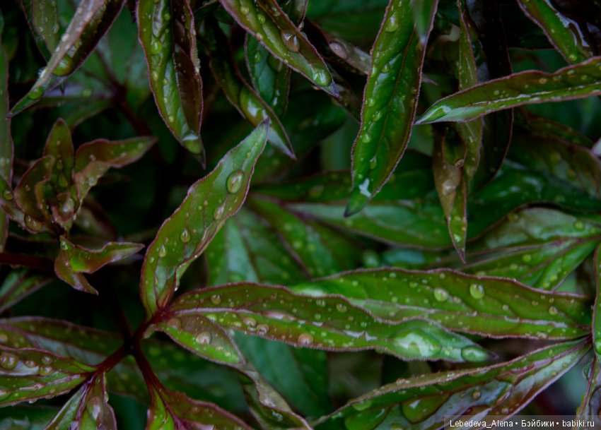Еще немного весны — Другие хобби и увлечения: сад (фото 3)
