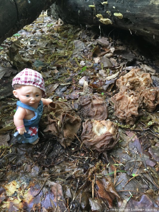 Как наш Обижулька за весенними грибами ходил