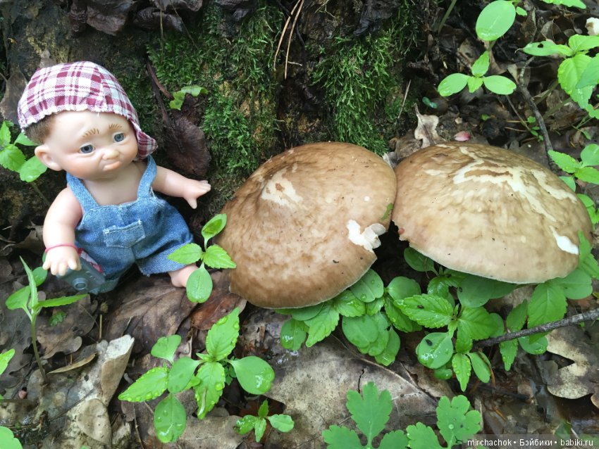 Как наш Обижулька за весенними грибами ходил