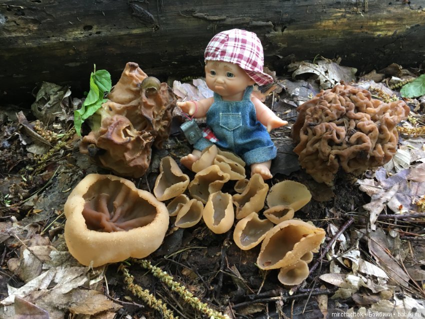 Как наш Обижулька за весенними грибами ходил