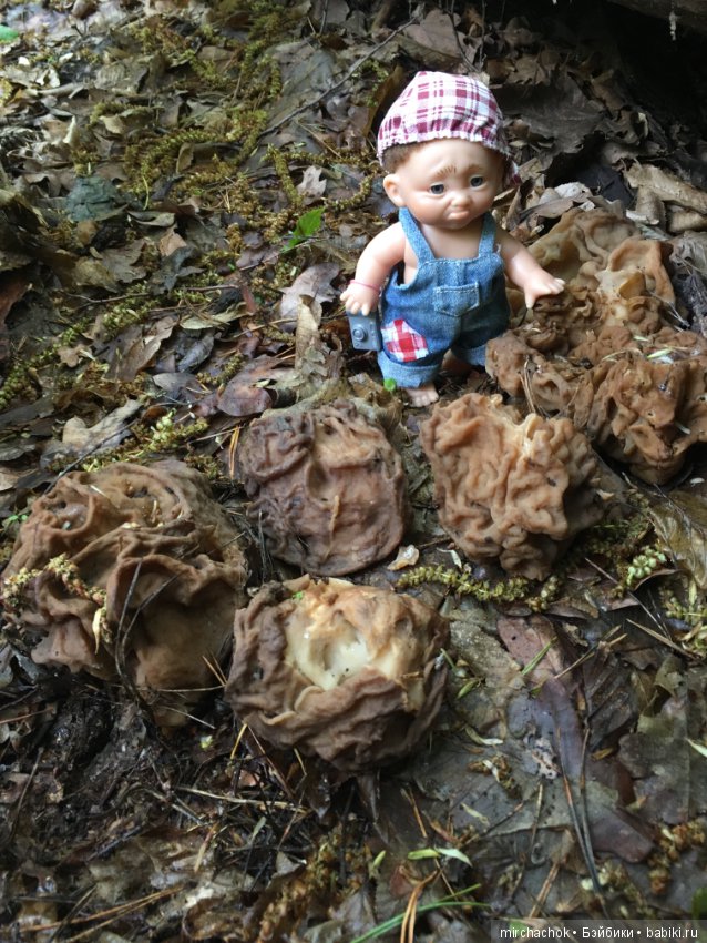 Как наш Обижулька за весенними грибами ходил