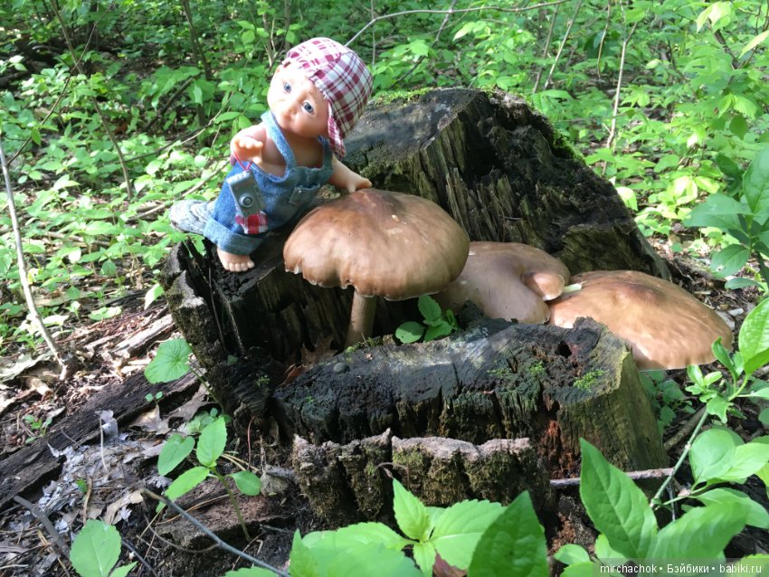 Как наш Обижулька за весенними грибами ходил