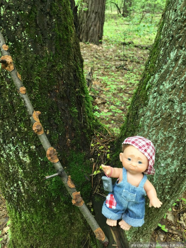 Как наш Обижулька за весенними грибами ходил (фото 4)