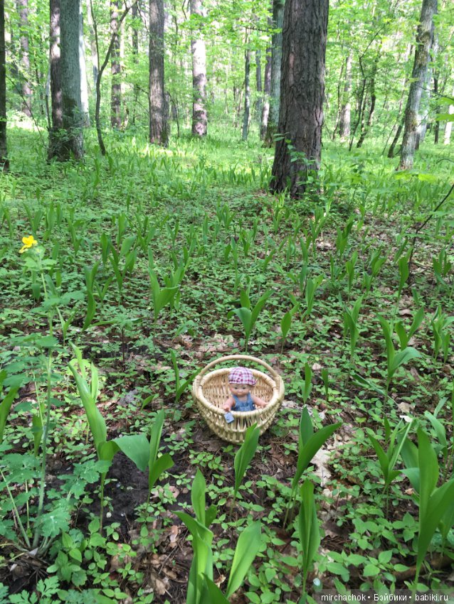 Как наш Обижулька за весенними грибами ходил