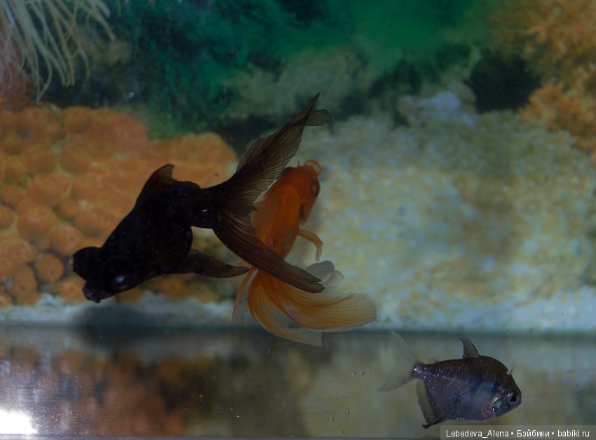 Сирень расцвела — Фотоистории с куклами BJD (БЖД): сериалы (фото 5)