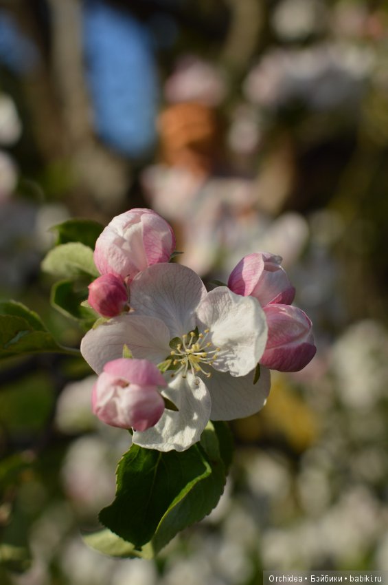 У меня тоже Крузелинг. Цветочная фея Клои (фото 9)