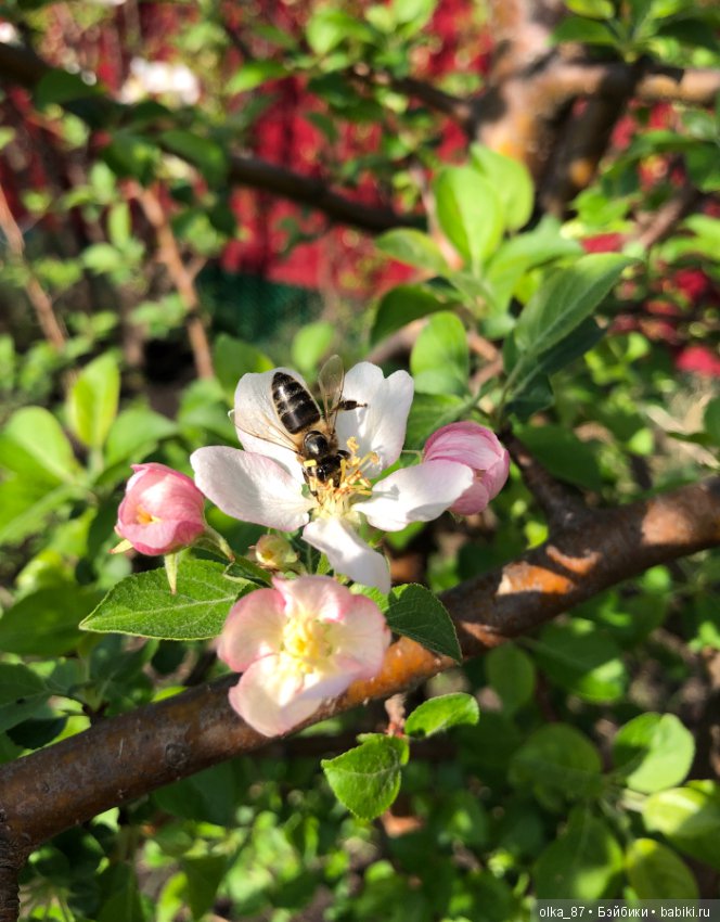 Цветочная Мышка — Куклы Nikki Britt (Никки Бритт): авторские BJD (БЖД)