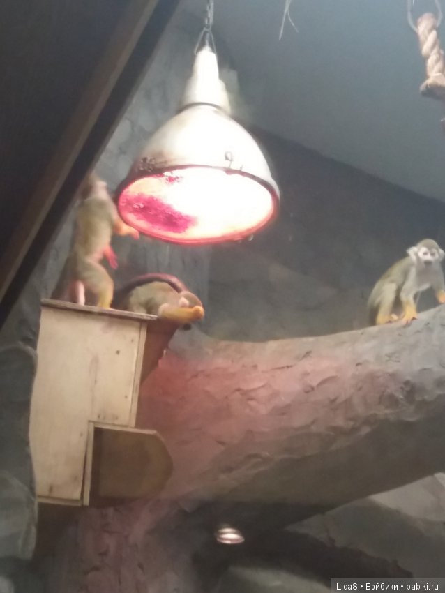 Продолжаем прогулку по зоопарку г. Новосибирска