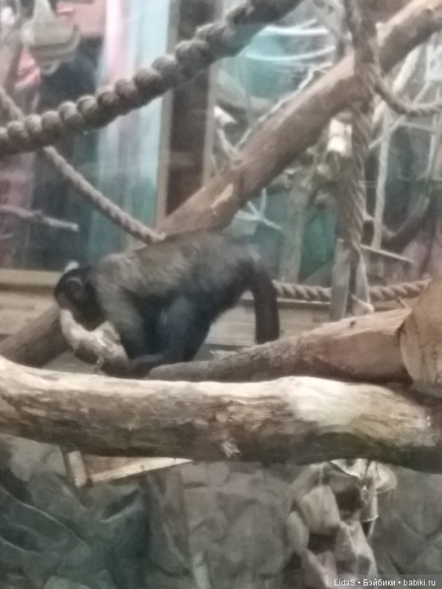 Прогулка по зоопарку. Первая в этом году