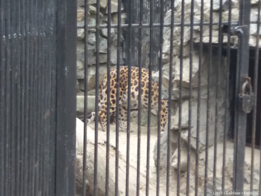 Продолжаем прогулку по зоопарку г. Новосибирска (фото 9)