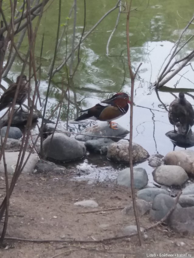 Прогулка по зоопарку. Первая в этом году