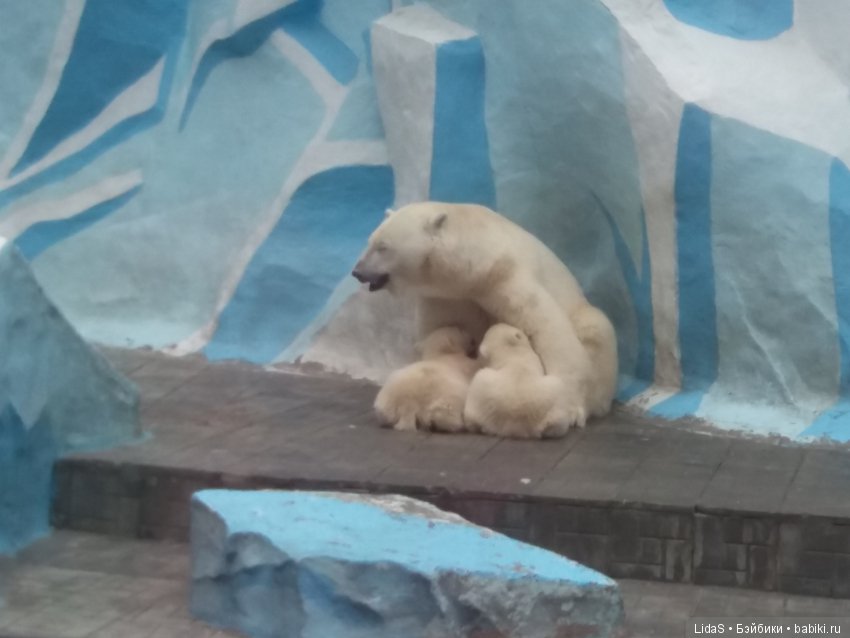 Продолжаем прогулку по зоопарку г. Новосибирска