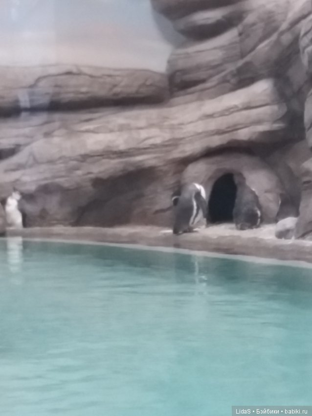 Продолжаем прогулку по зоопарку г. Новосибирска