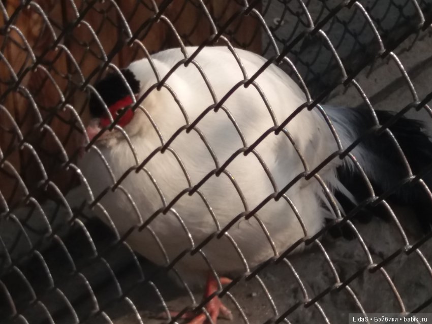 Прогулка по зоопарку. Первая в этом году