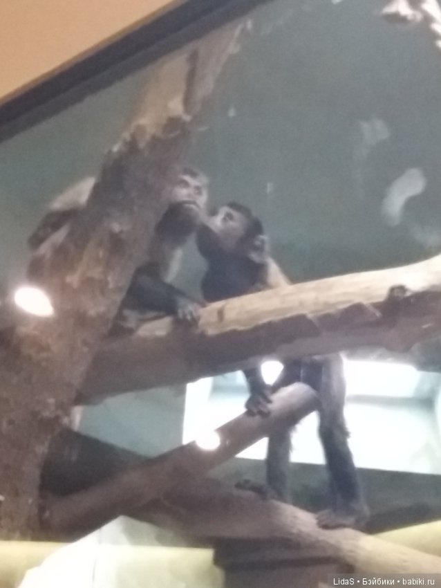 Продолжаем прогулку по зоопарку г. Новосибирска