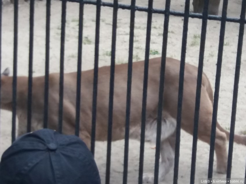 Продолжаем прогулку по зоопарку г. Новосибирска (фото 7)