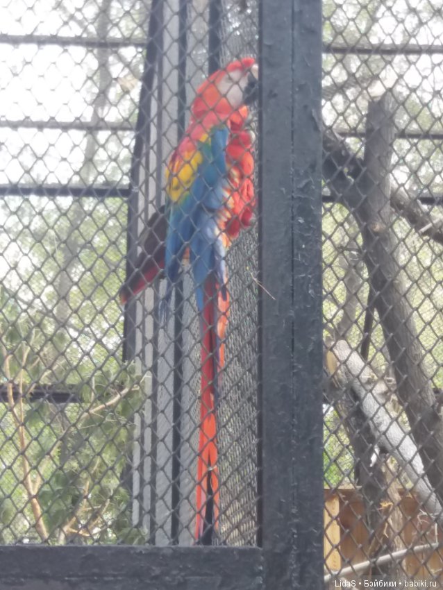 Продолжаем прогулку по зоопарку г. Новосибирска