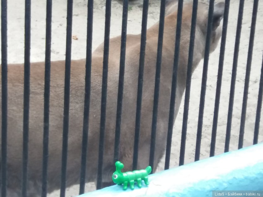 Продолжаем прогулку по зоопарку г. Новосибирска