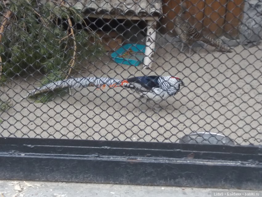 Прогулка по зоопарку. Первая в этом году