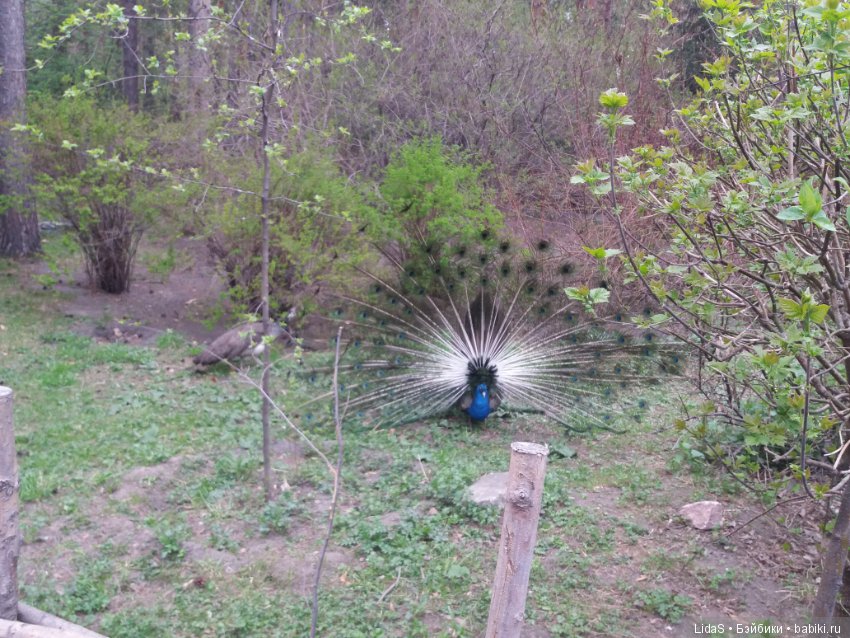 Прогулка по зоопарку. Первая в этом году
