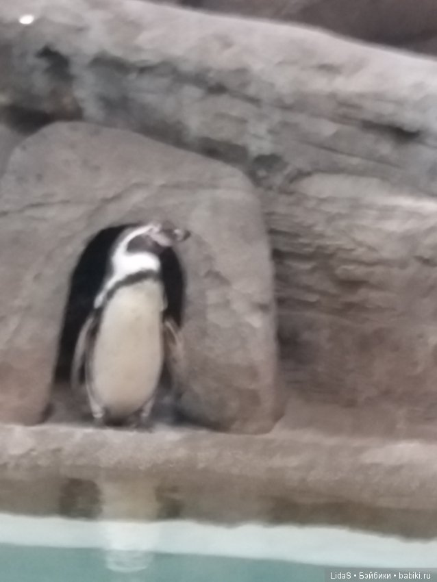 Прогулка по зоопарку. Первая в этом году