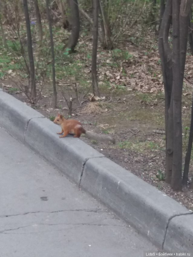Продолжаем прогулку по зоопарку г. Новосибирска