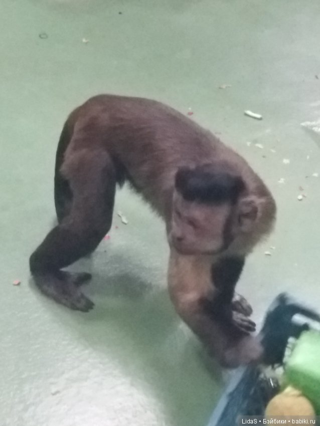 Продолжаем прогулку по зоопарку г. Новосибирска