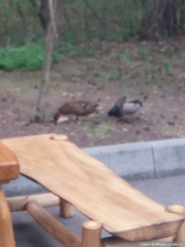 Продолжаем прогулку по зоопарку г. Новосибирска