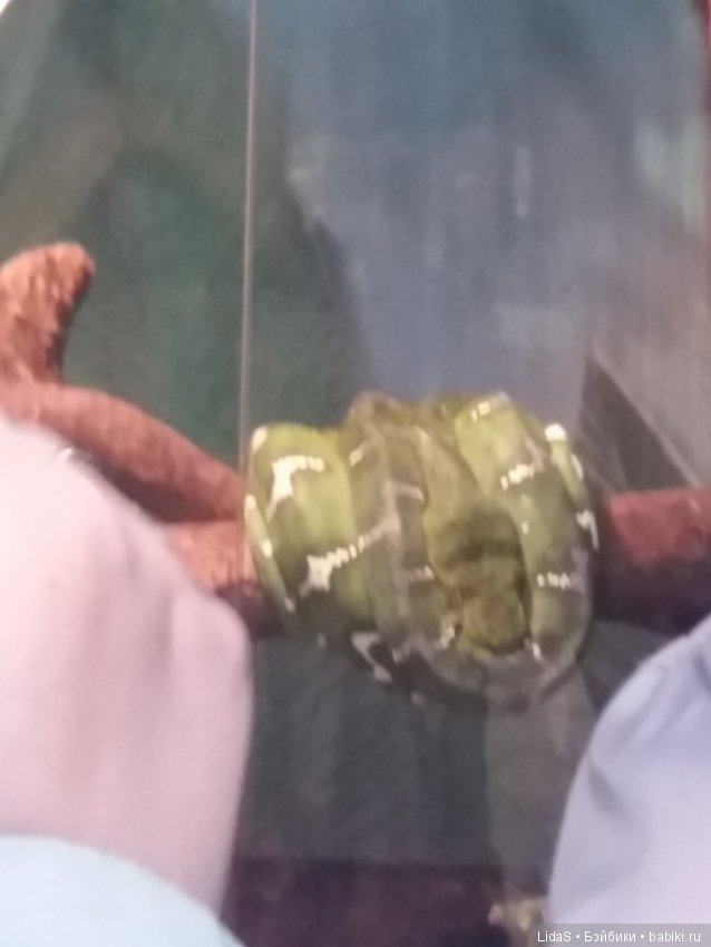 Продолжаем прогулку по зоопарку г. Новосибирска