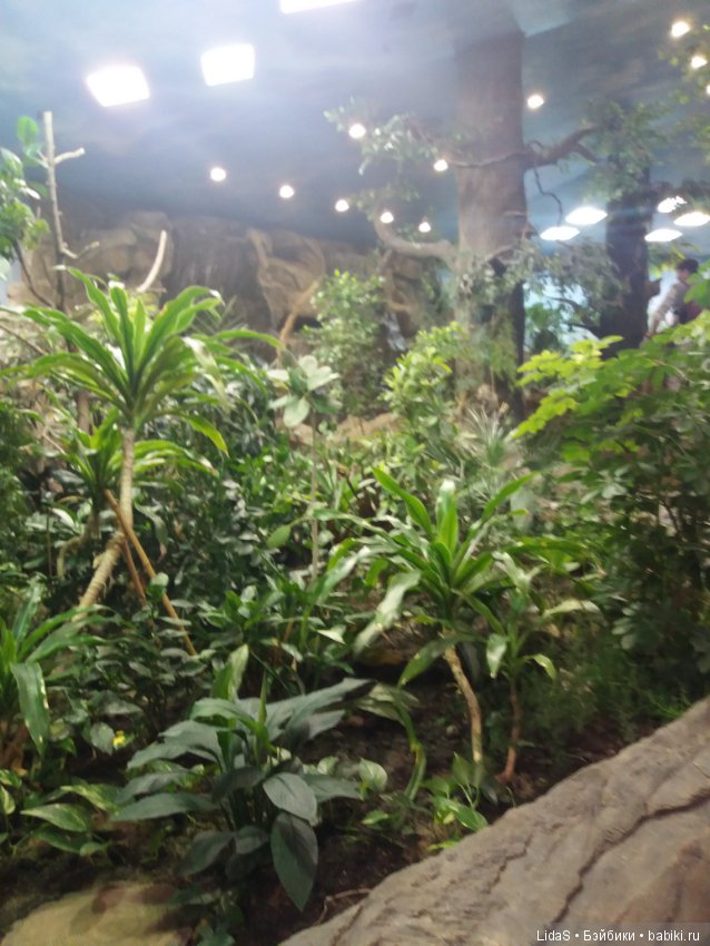 Продолжаем прогулку по зоопарку г. Новосибирска