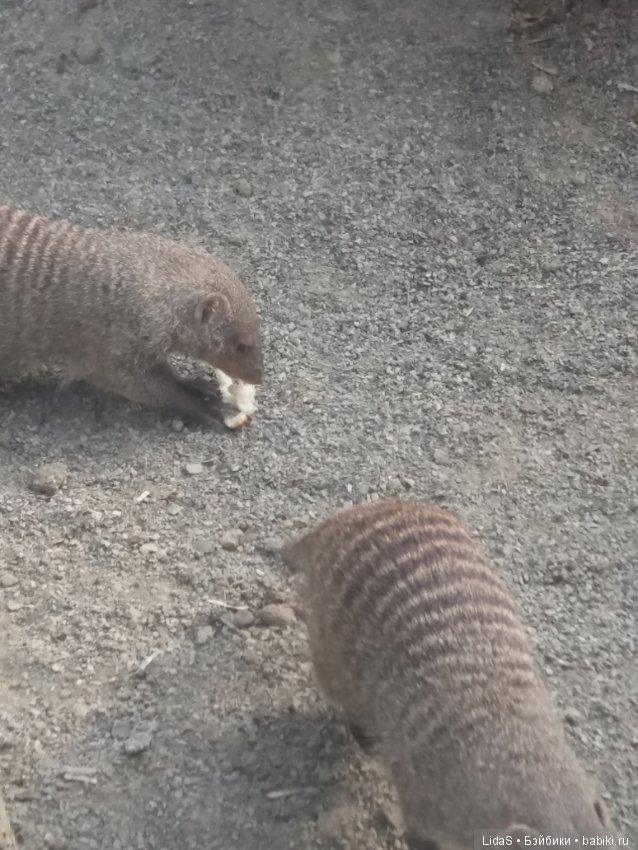 Прогулка по зоопарку. Первая в этом году