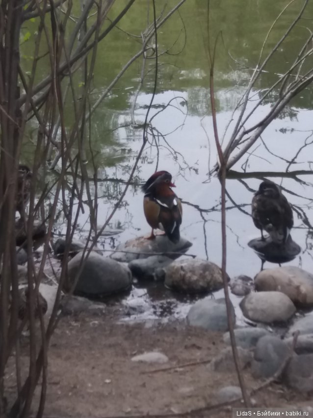 Продолжаем прогулку по зоопарку г. Новосибирска (фото 10)