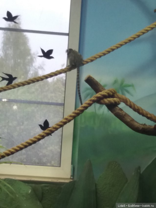 Прогулка по зоопарку. Первая в этом году